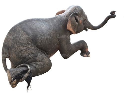 فیل