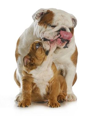 dog