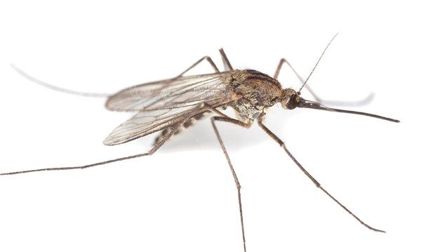 Mosquito