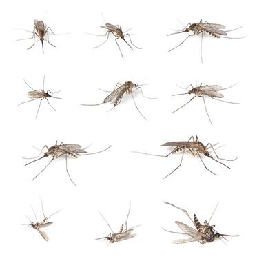 Mosquito