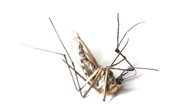 Mosquito
