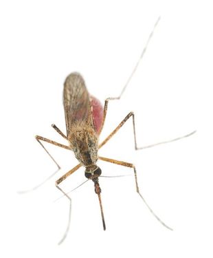 Mosquito