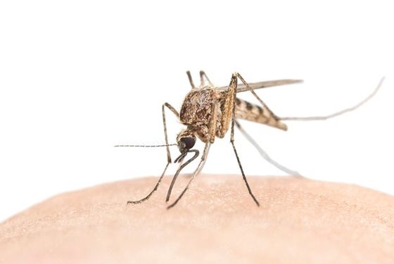 Mosquito