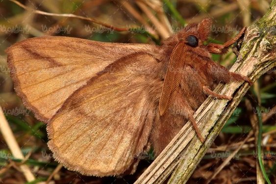 پروانه