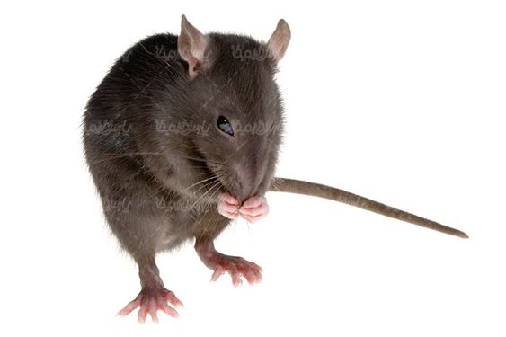 موش