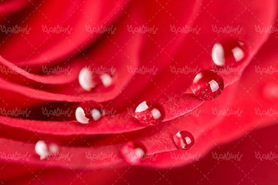 قطره شبنم