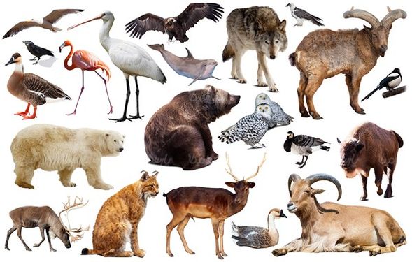 Zoo