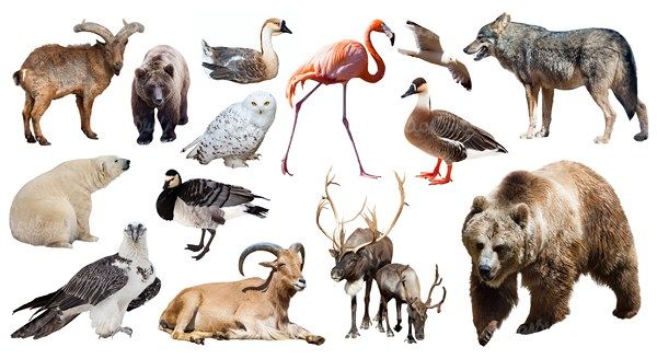 Zoo