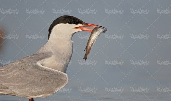 Seagull
