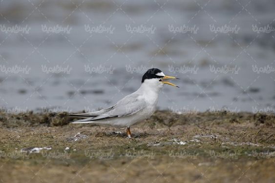 Seagull