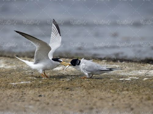 Seagull