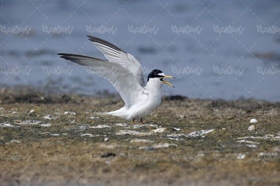 Seagull