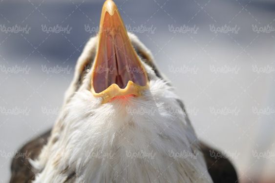 عقاب