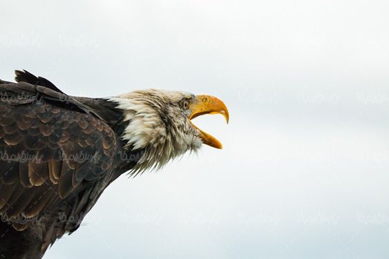 Eagle