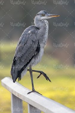 مرغ ماهیخوار