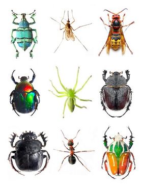 Insect