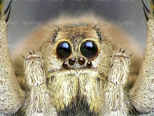 Insect