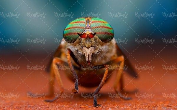 Insect