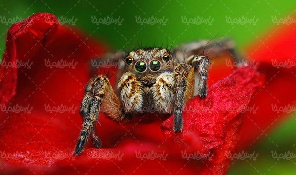 Insect