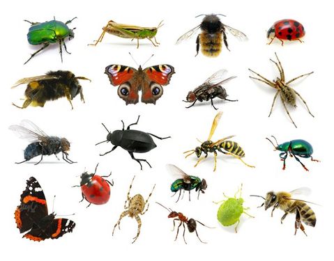 Insect