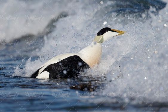 duck
