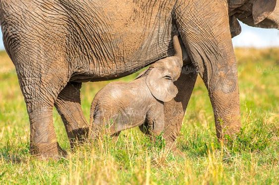 فیل