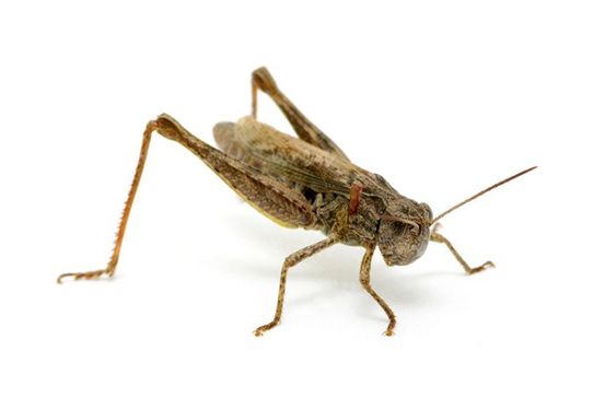 Grasshopper