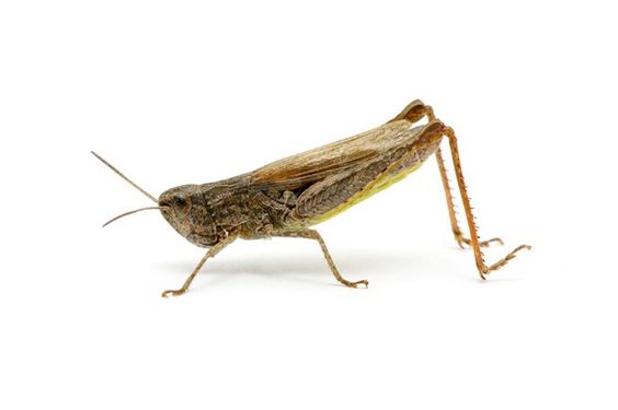 Grasshopper