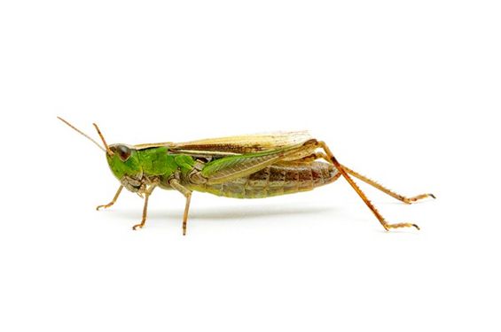 Grasshopper