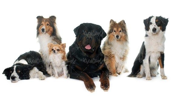 Domestic dog
