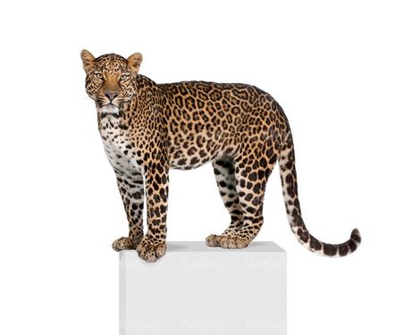 Leopard