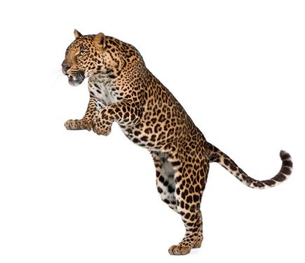 Leopard