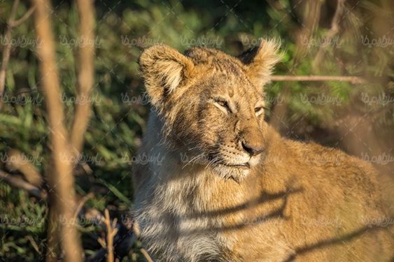 lion