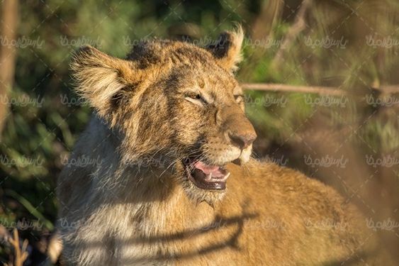 lion