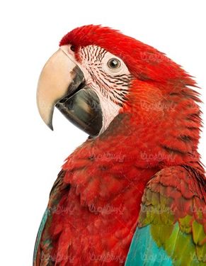 طوطی قرمز