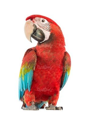 طوطی قرمز