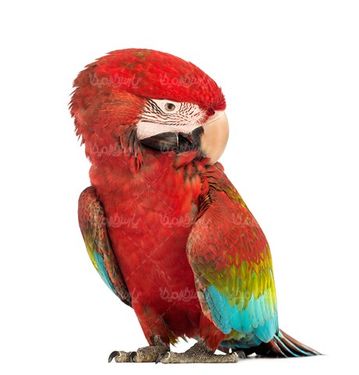 طوطی قرمز