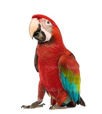 طوطی قرمز