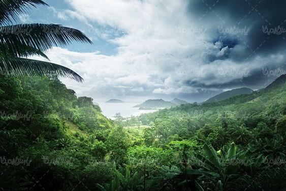 Jungle