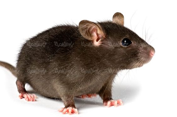 موش