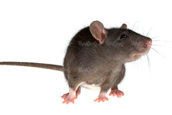 Mouse