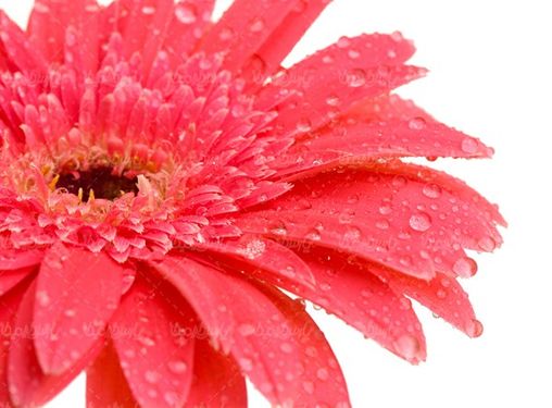 Red flower