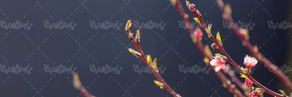 شکوفه درخت سیب