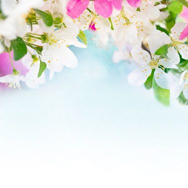 Apple tree blossom