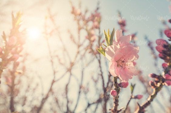 Apple tree blossom