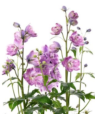گل طبیعی