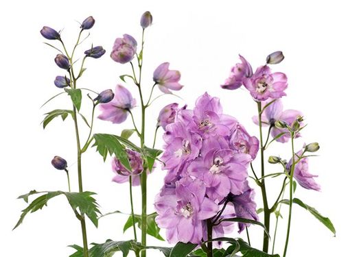 گل طبیعی