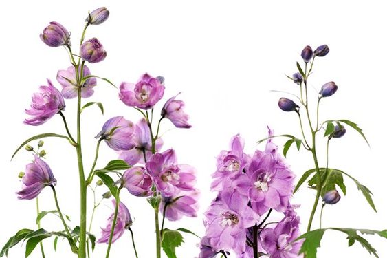 گل طبیعی