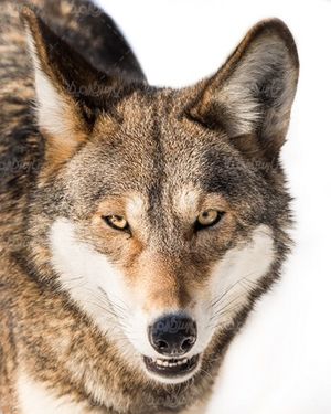 wolf