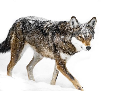 wolf